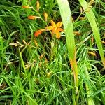 Crocosmia × crocosmiifloraFlower