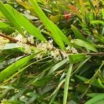 Hakea salicifolia Blatt