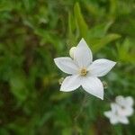 Solanum laxum 花