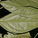 Piper concinnifolium List