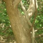 Pterocarpus lucens Bark