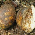 Picralima nitida Fruto