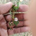 Melochia corchorifolia Λουλούδι