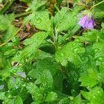 Phacelia bipinnatifida Folha