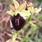 Ophrys sphegodes Květ
