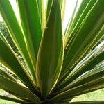 Furcraea selloana Folha