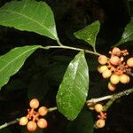 Sorocea affinis Fruit