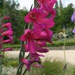 Gladiolus × byzantinus Blomst