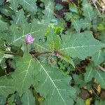 Solanum violaceum Flor