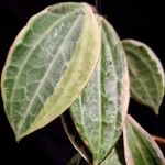 Hoya macrophyllaBlad