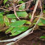 Potamogeton polygonifolius Likasa