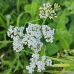 Achillea nobilisVirág