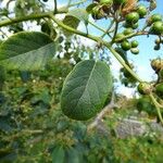 Cordia africana Lapas