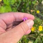 Dianthus armeriaKvet