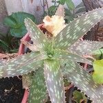 Aloe lateritia पत्ता