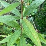 Veronicastrum virginicum Leaf