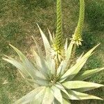 Aloe ferox Kwiat