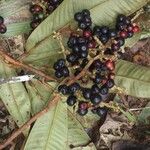 Ardisia fimbrillifera Hedelmä