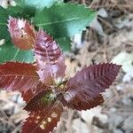 Quercus chrysolepis Yaprak