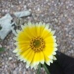 Layia platyglossa Λουλούδι