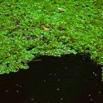 Salvinia molesta Leaf