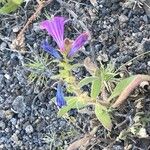 Echium lancerottense Flor