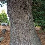 Pinus monticola Corteza