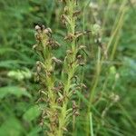 Orchis anthropophora Fruit