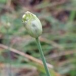 Allium ericetorum പുഷ്പം