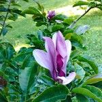 Magnolia liliifloraFlor