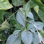 Talinum paniculatum Leaf