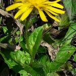 Crepis pyrenaica Цвят