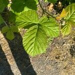 Rubus nemorosus Leaf