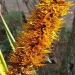 Aloe spicata Kukka