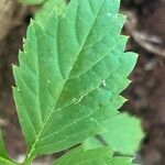 Panax quinquefolius Blatt