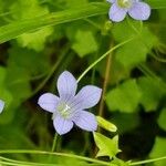 Wahlenbergia hederacea Flor
