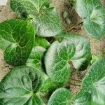 Asarum caudatum ᱥᱟᱠᱟᱢ