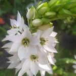 Ornithogalum thyrsoides Flower