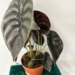 Alocasia cuprea List