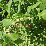 Polygonatum biflorum 花