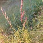 Rumex acetosellaFleur