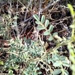 Indigofera colutea Φύλλο