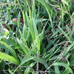 Pennisetum clandestinum Habit