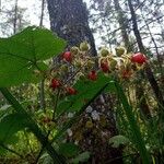 Rubus moluccanus Fruto