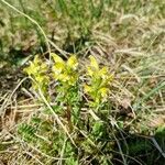 Pedicularis oederi Květ