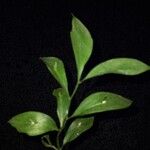 Ruscus hypoglossum पत्ता