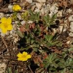 Potentilla drummondii Habitus