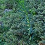 Polygonatum verticillatum Celota