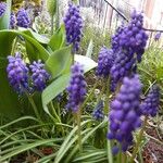 Muscari armeniacum Fiore