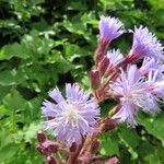 Lactuca alpina Flor